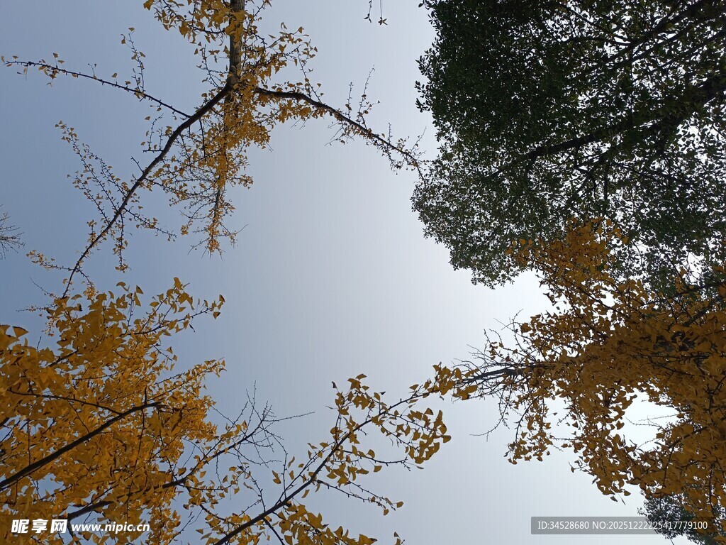 仰望秋日金黄银杏树枝