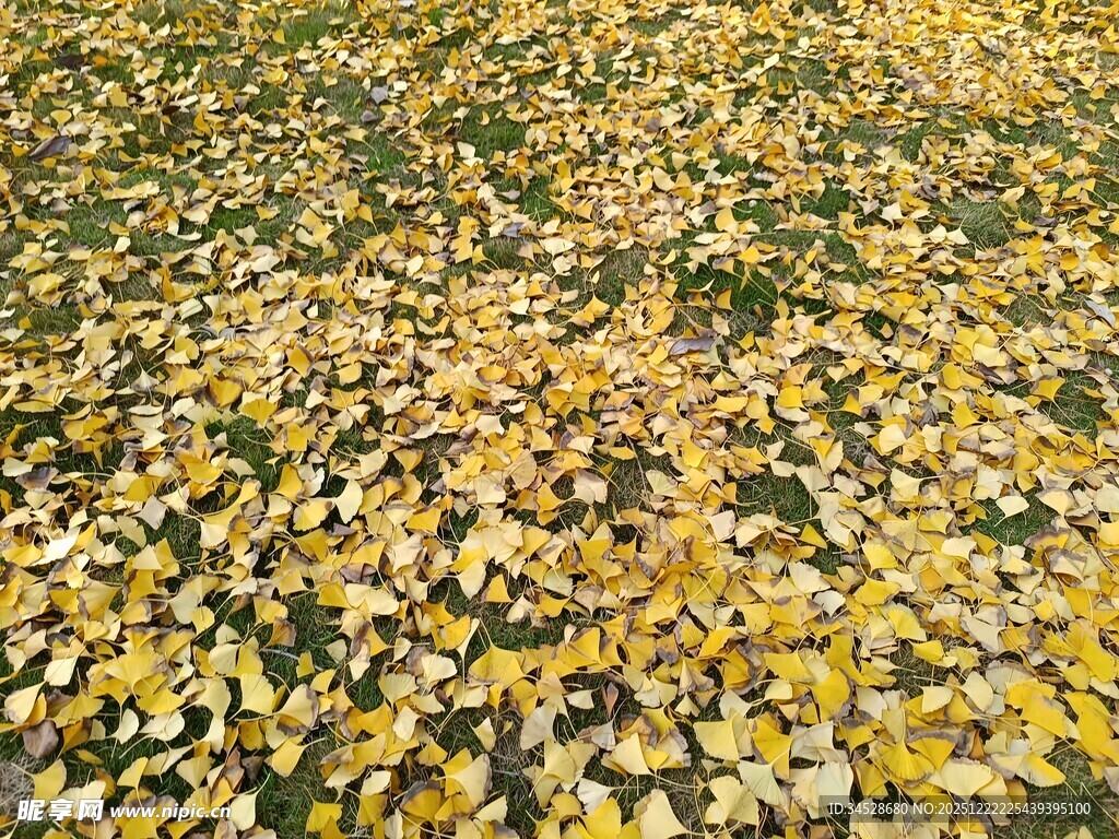 金黄落叶铺满地面的美景