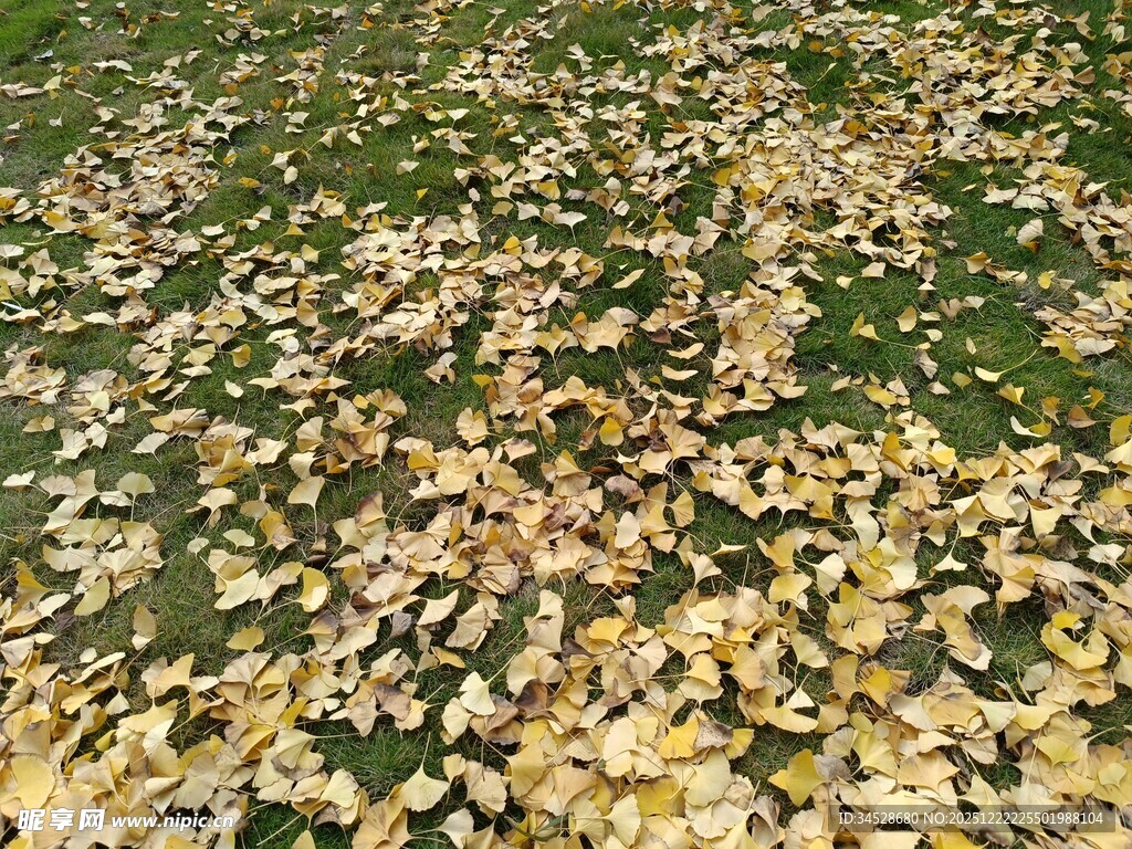 地面铺满金黄落叶景象