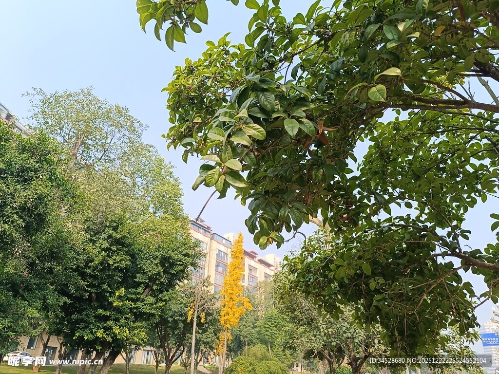 绿树掩映下的城市景象