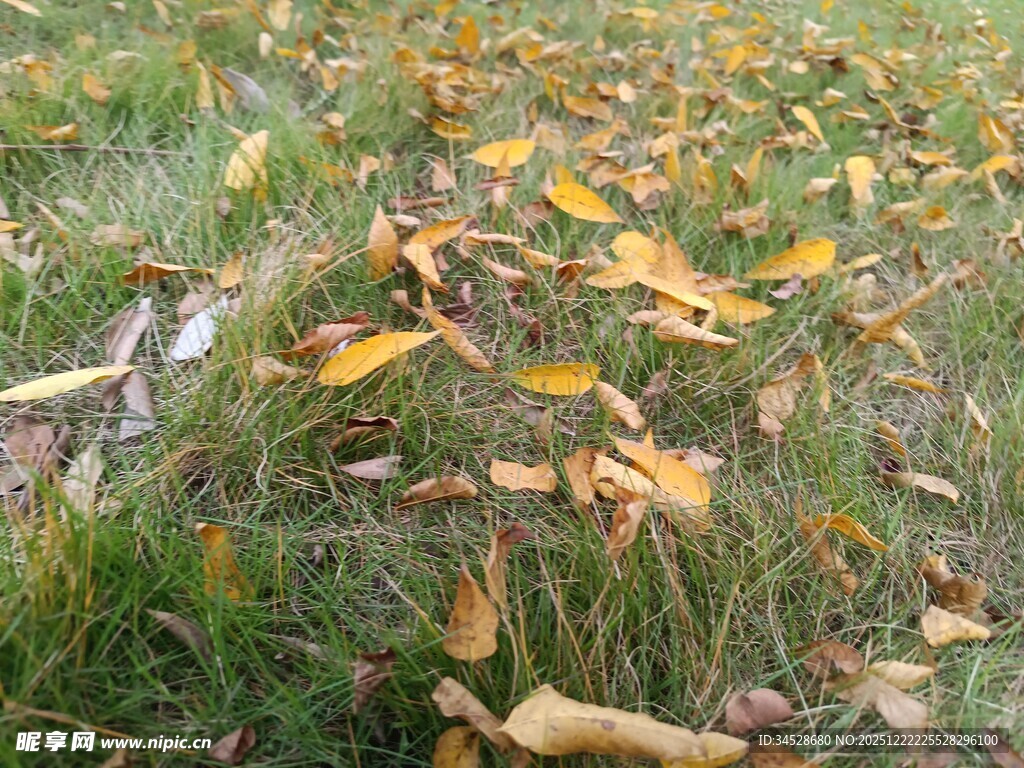 草地上的金黄落叶