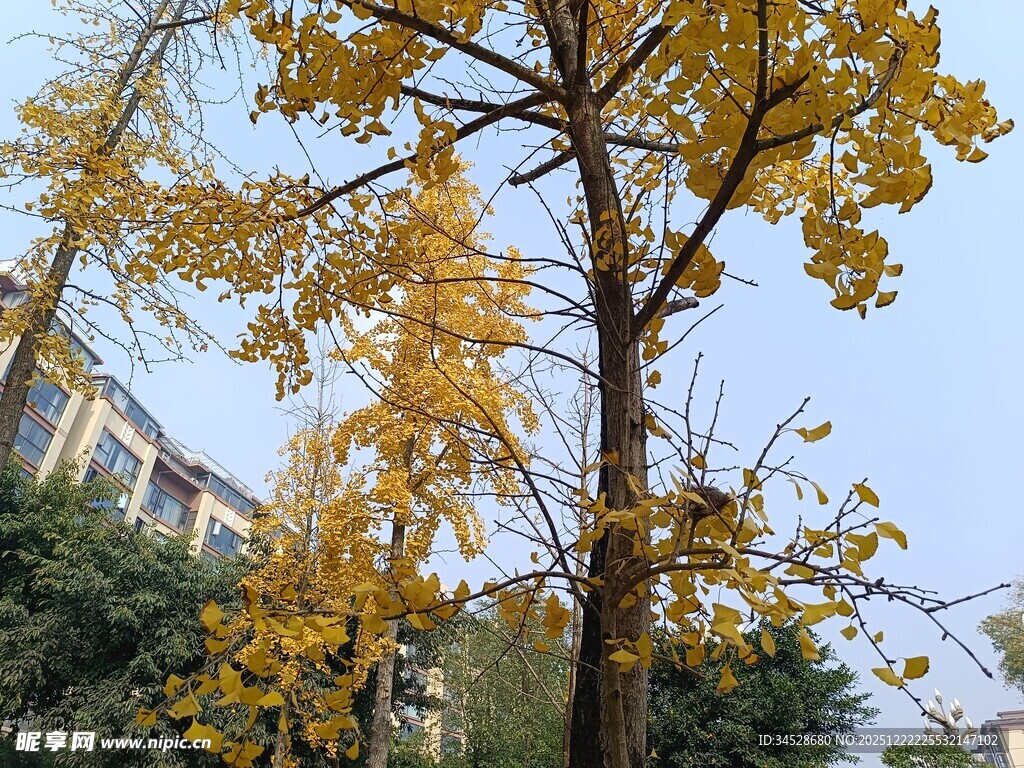 秋日金黄银杏树