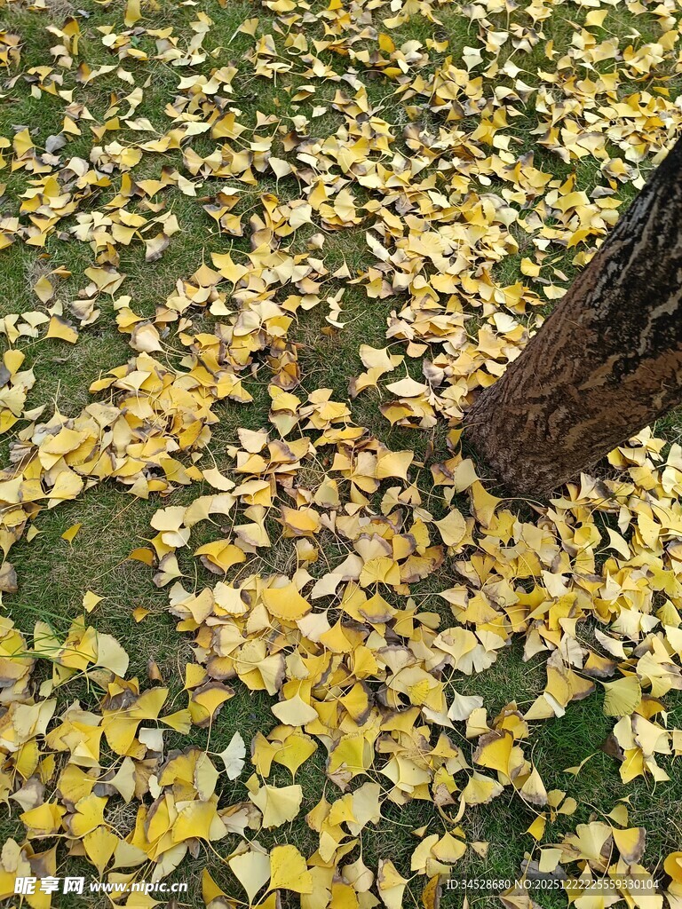 落叶满地的秋日树下景象