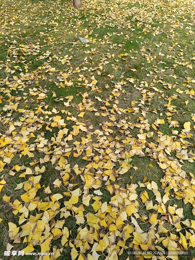 秋日落叶铺就的斑斓地面