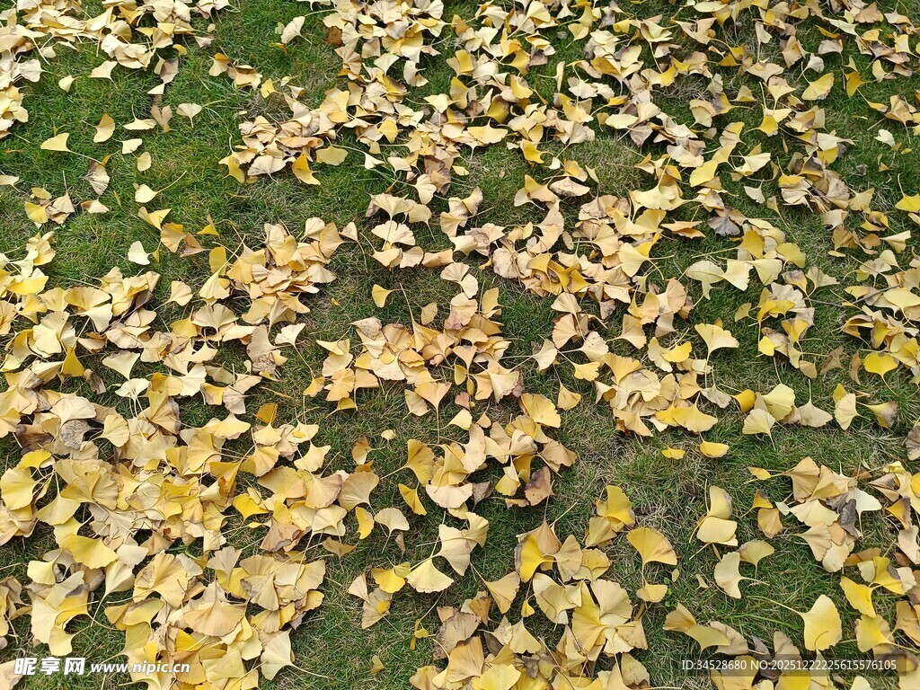 秋日银杏落叶铺满草地