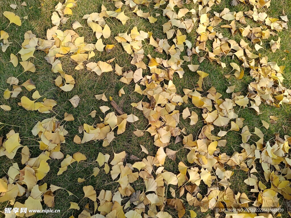 金黄落叶铺满翠绿草地