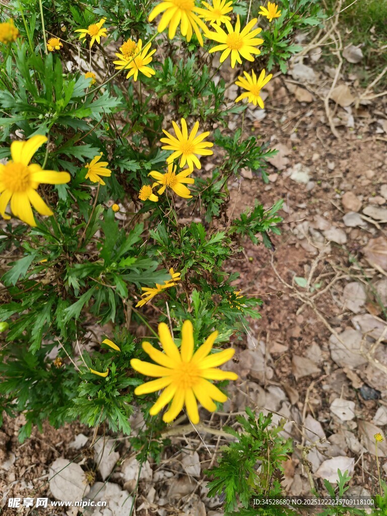黄色小花绽放于碎石间