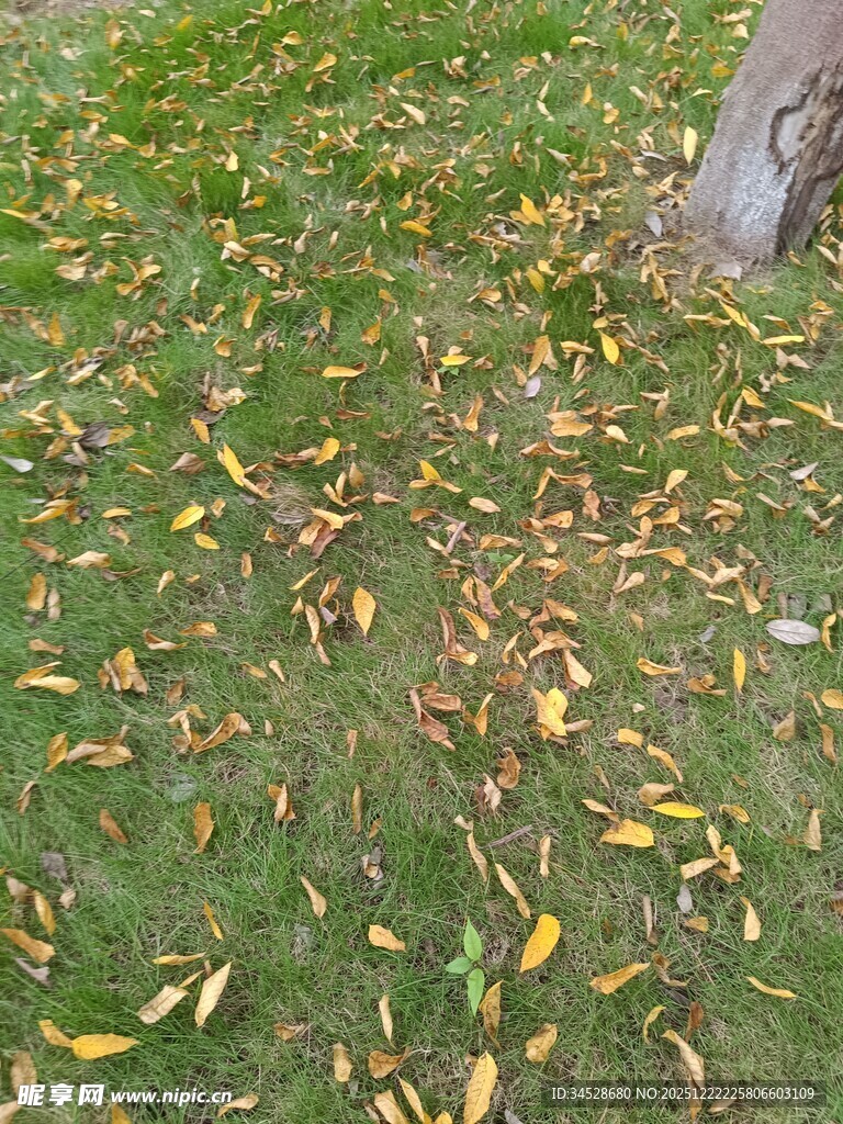 树下散落的斑斓秋叶