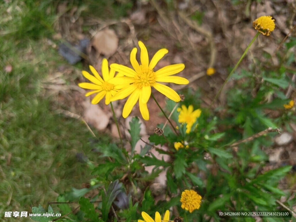 黄色小花绽放于草丛中