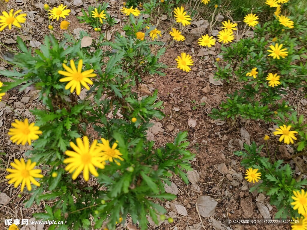 黄色小花绽放于地面