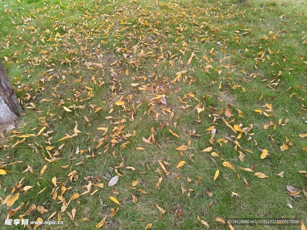 草地落叶秋景