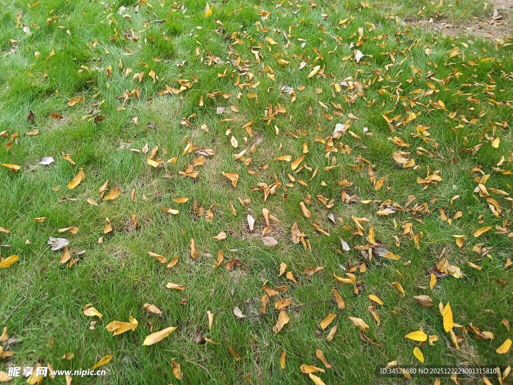 草地上散落的斑斓秋叶