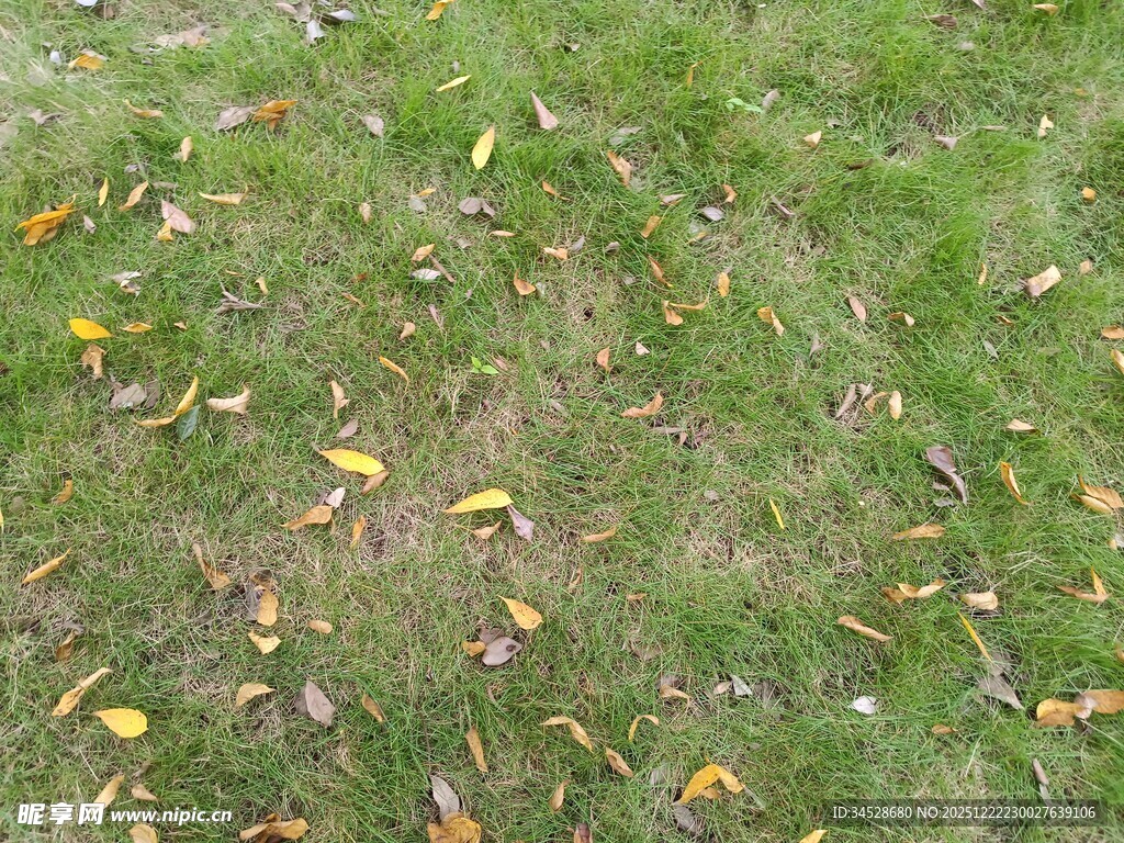 草地上散落的多彩秋叶