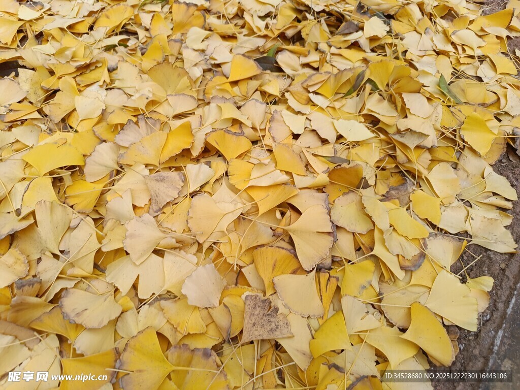 金黄银杏叶铺满地面