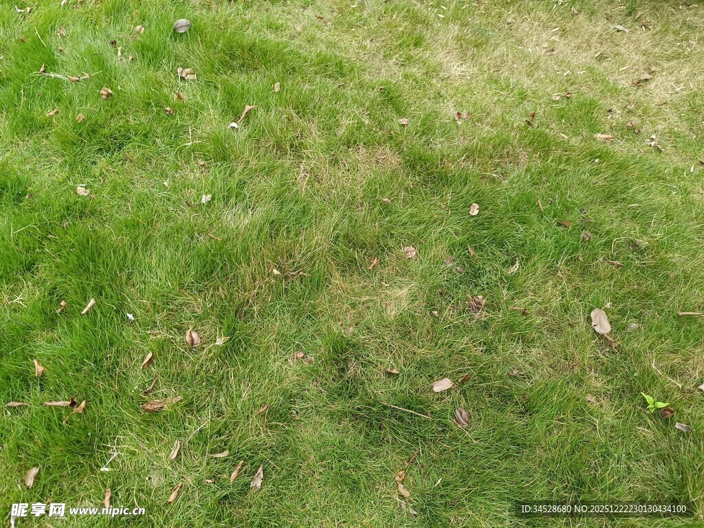 翠绿草地局部景象