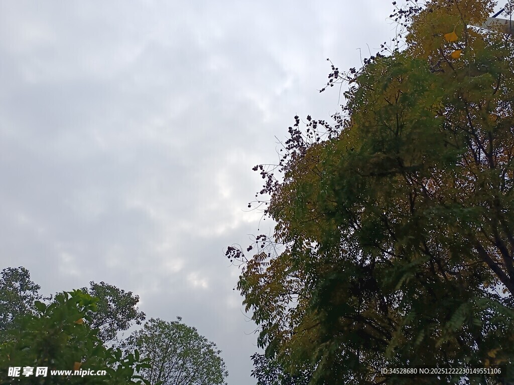 阴天里的葱郁树木