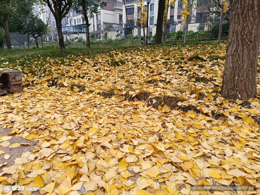 树下金黄落叶铺满地面