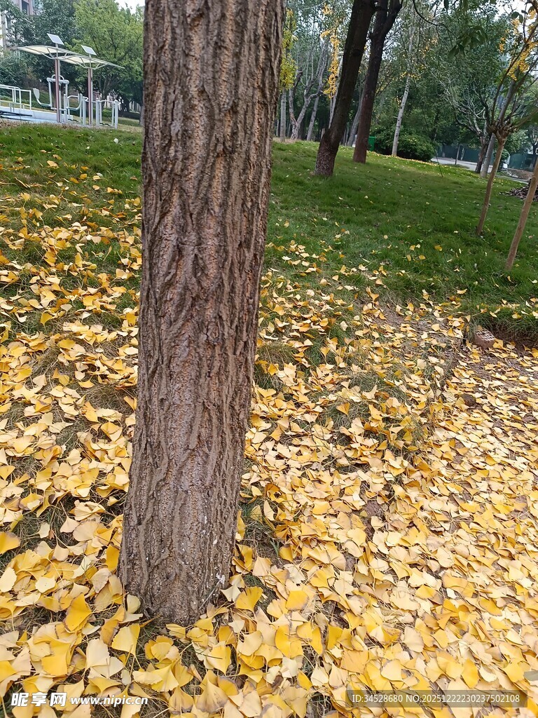 树下金黄落叶秋景图