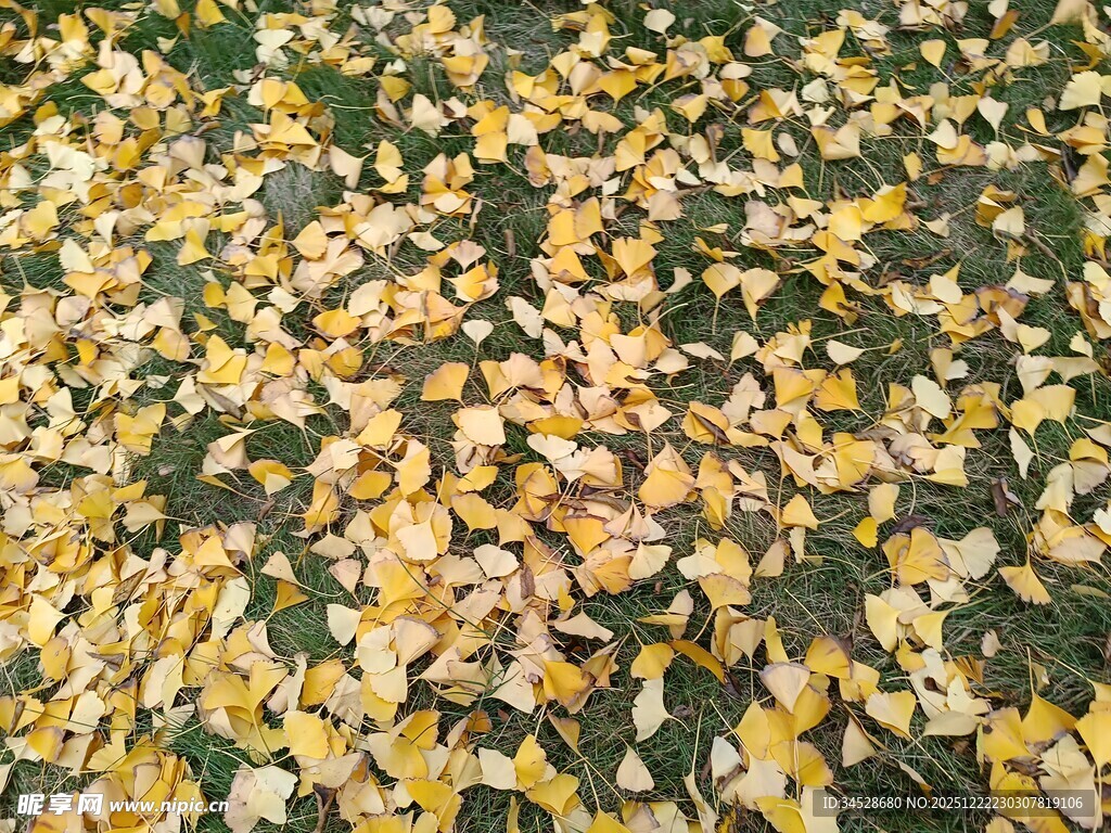 银杏落叶铺满地面美景