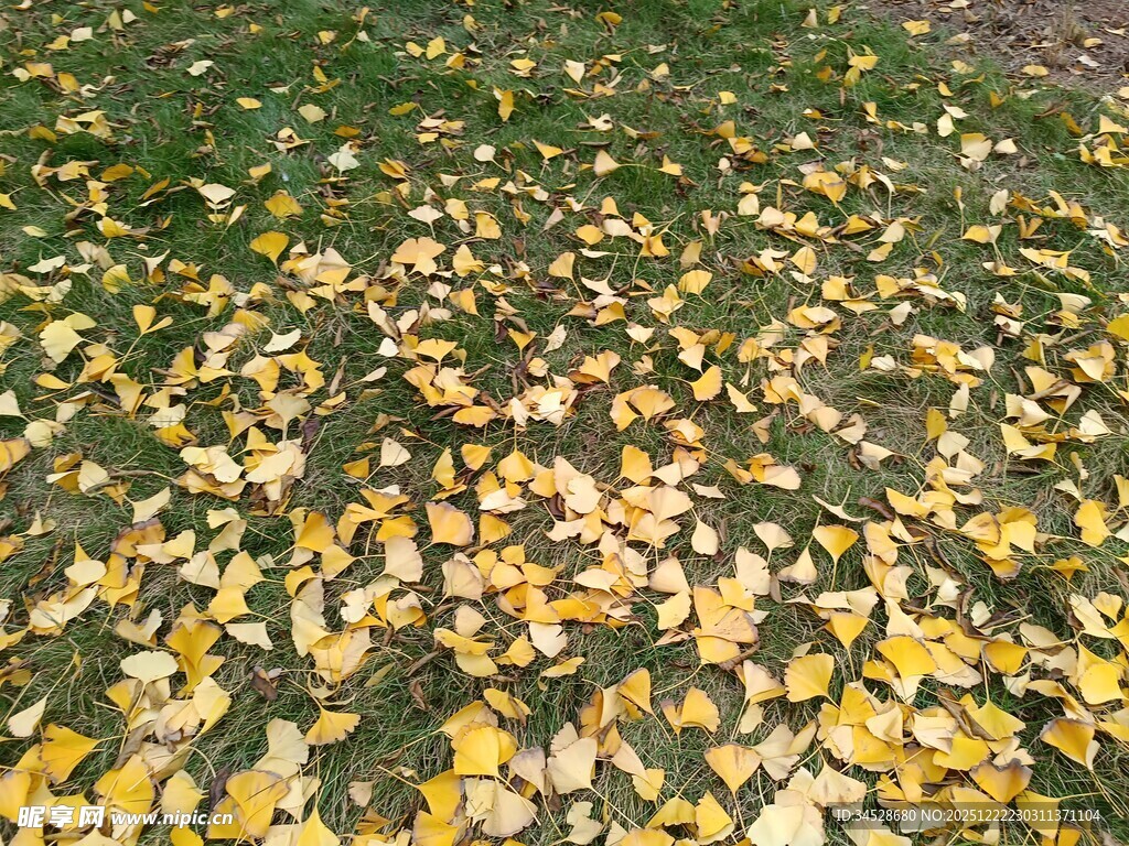 秋日草地落满金黄银杏叶