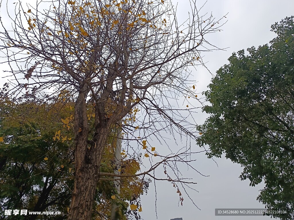 秋日枯树与葱郁树木对比