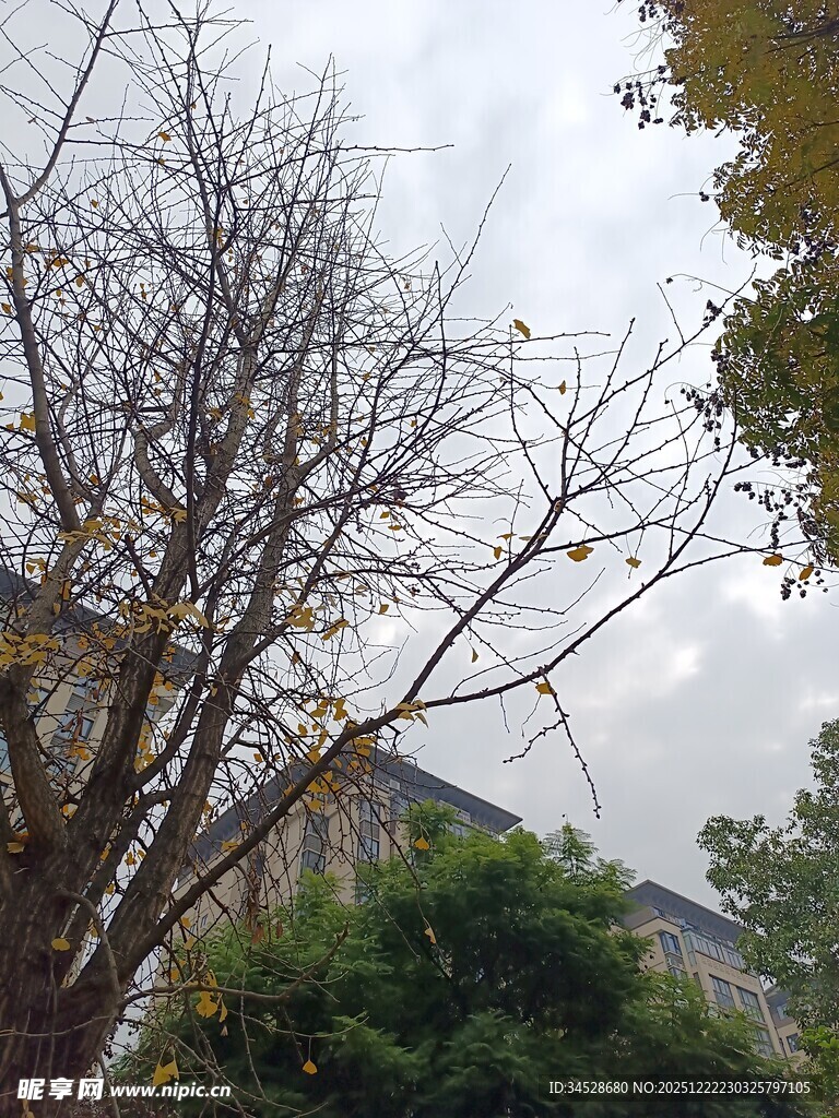 冬日枯树与葱郁绿植