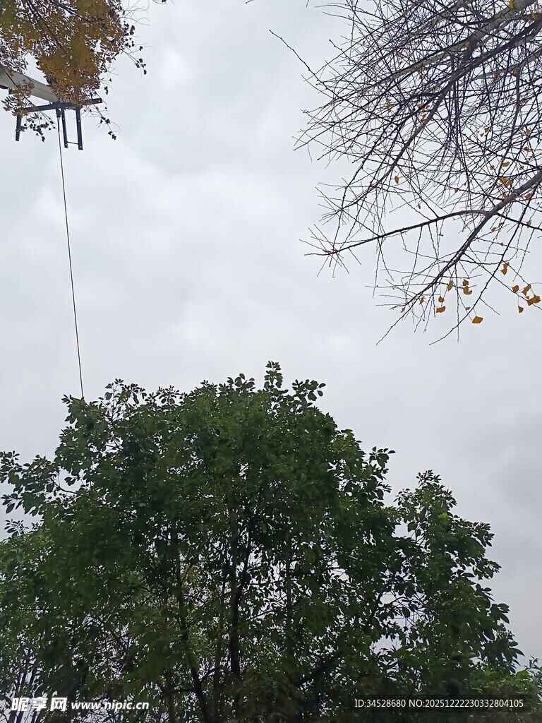 秋日树梢与天空景象