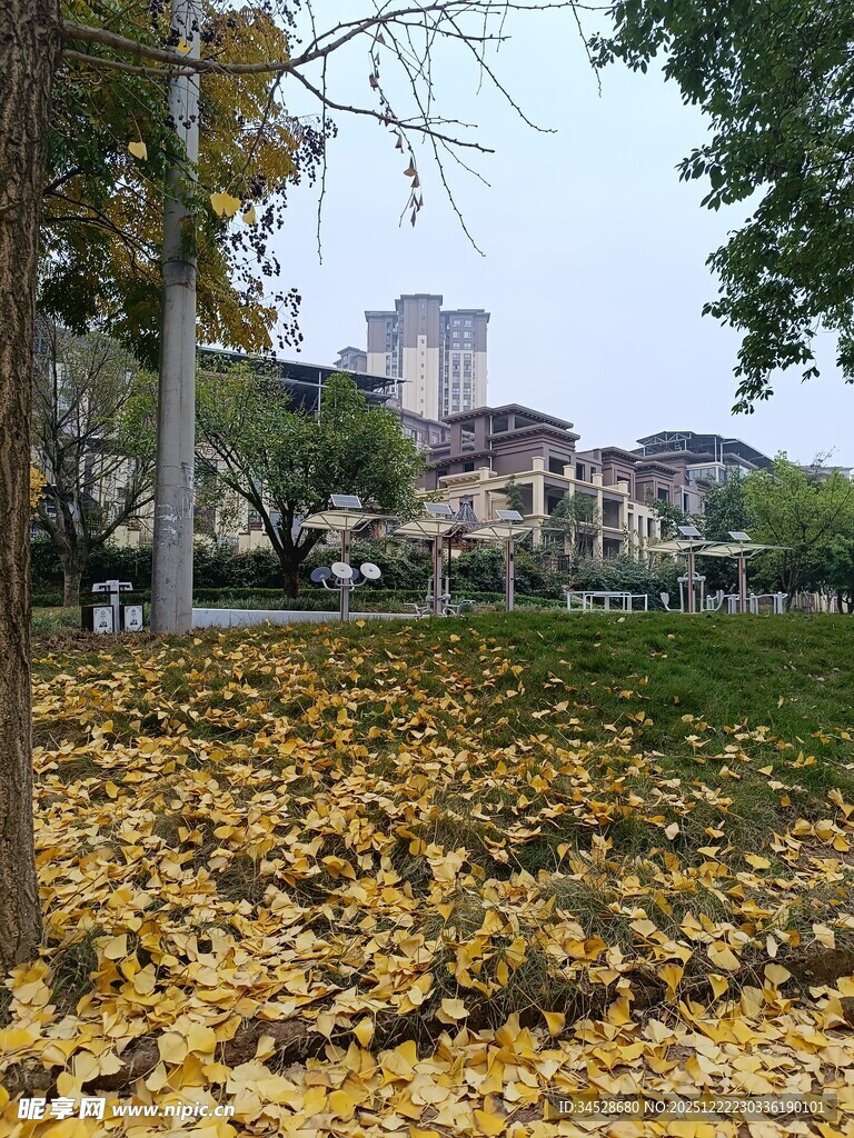 秋日公园落叶美景