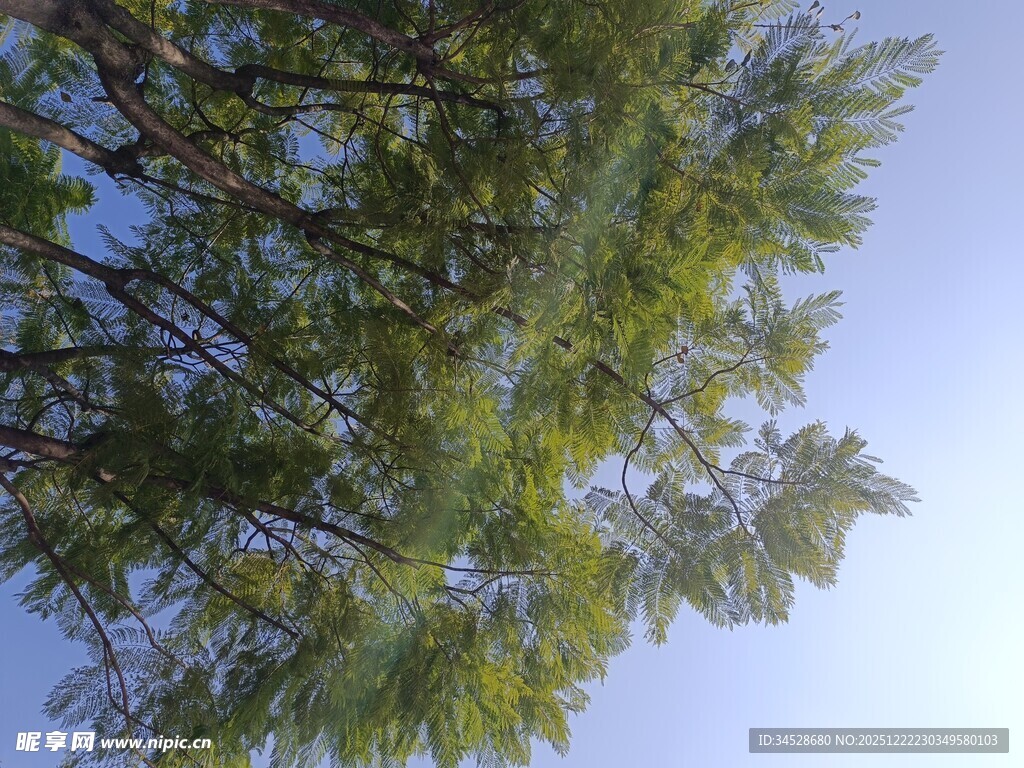仰视葱郁树木与蓝天