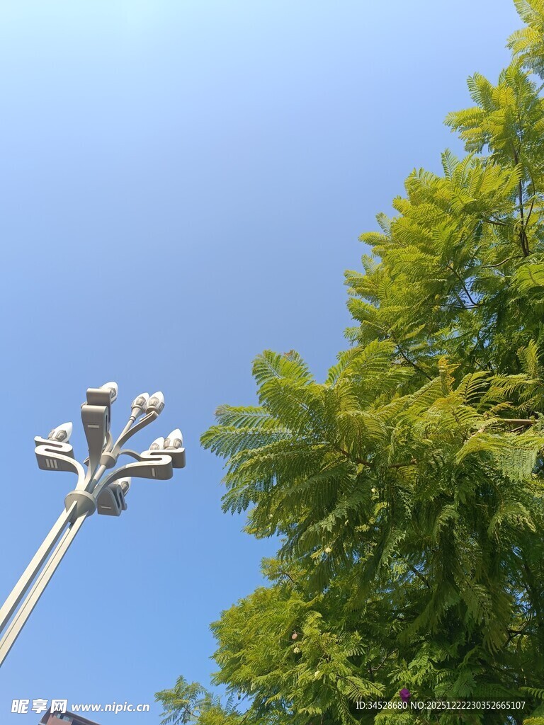 户外高杆灯与葱郁绿树