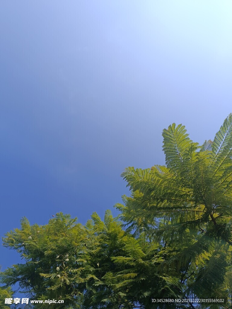 蓝天绿树间的清新景致