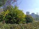 城市中的绿植景观