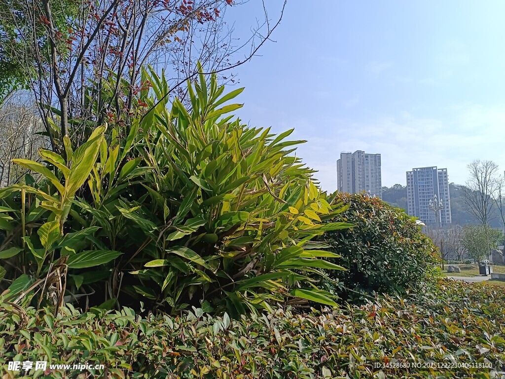 城市中的绿植景观