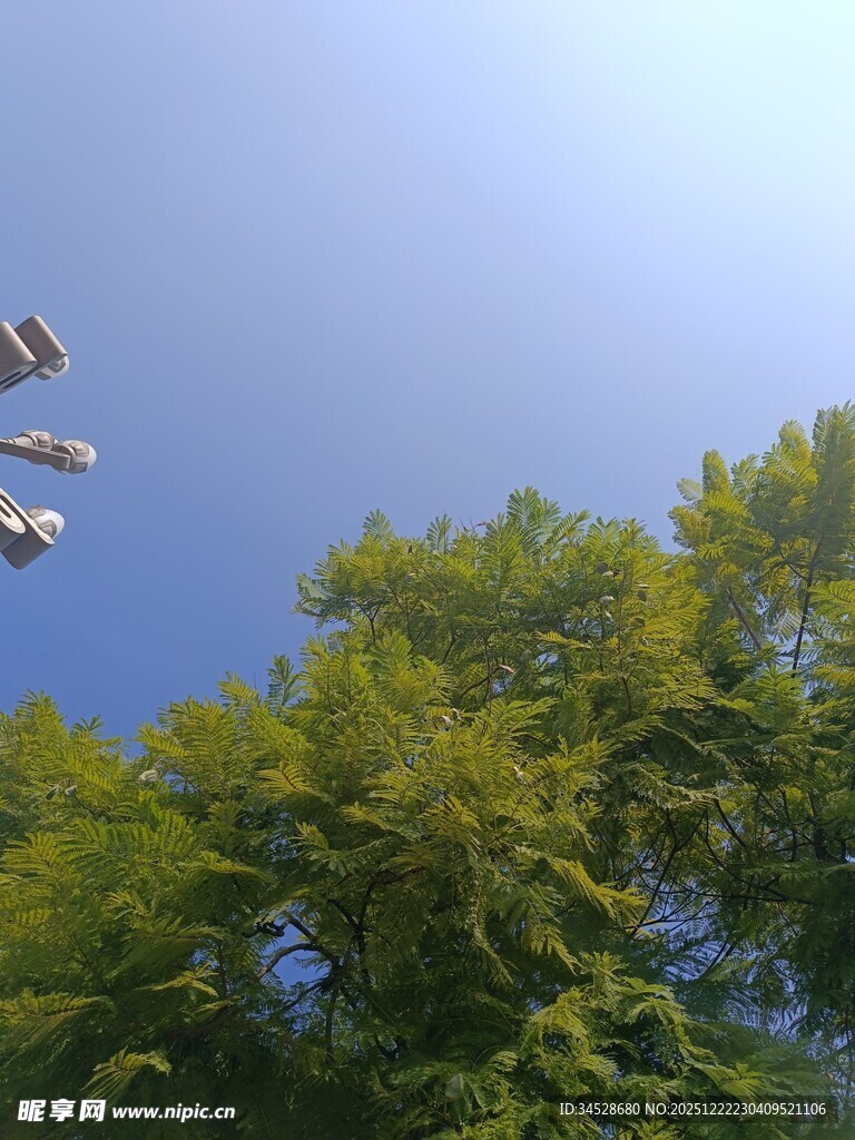 蓝天绿树间的飞鸟景象