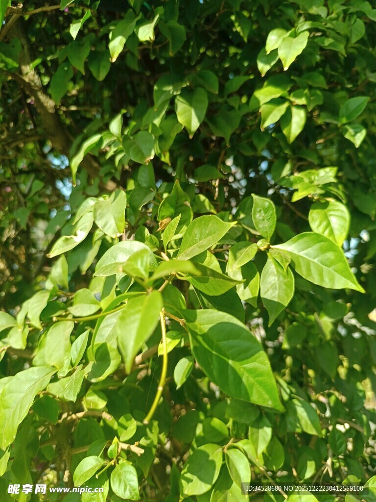 阳光下的翠绿树叶