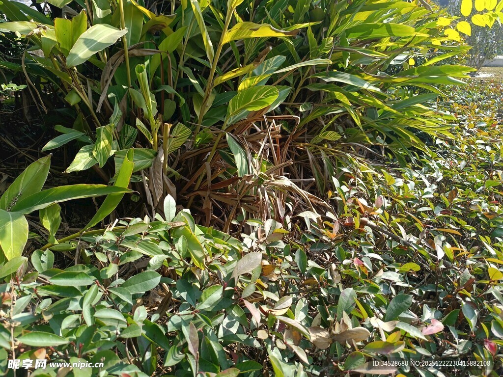 绿叶繁茂的植物景观