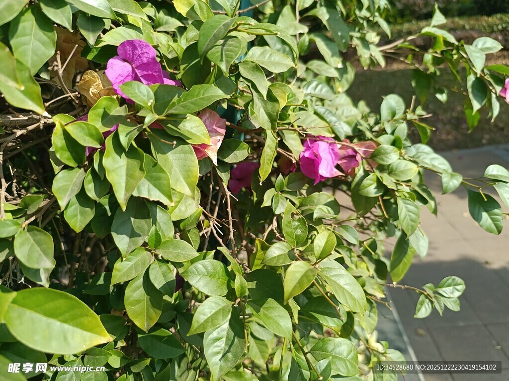 绿叶间绽放的娇艳紫花