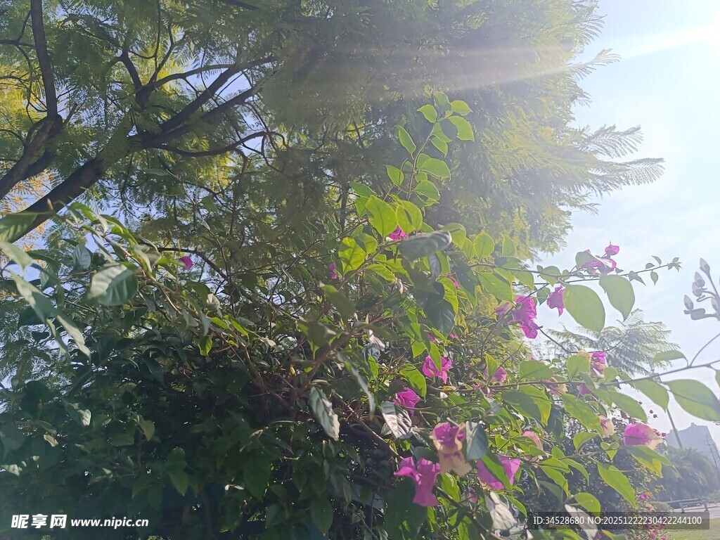 阳光洒落繁花绿叶间