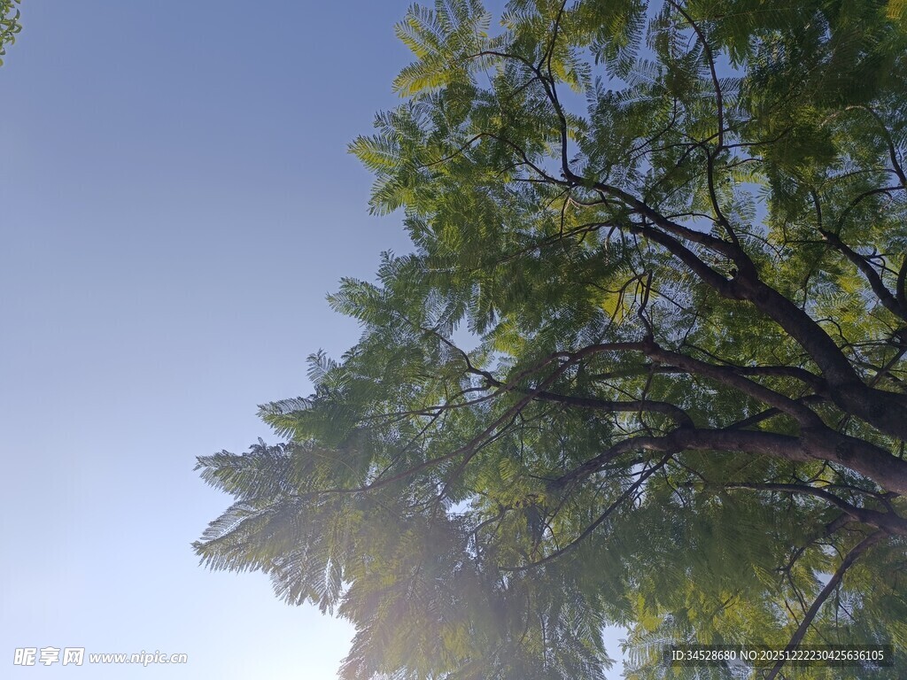 仰视绿树蓝天美景