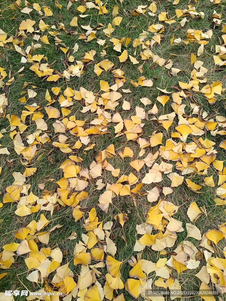 金黄落叶铺满地面