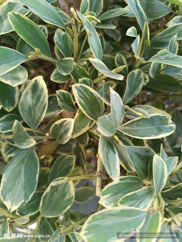 金边绿叶植物特写