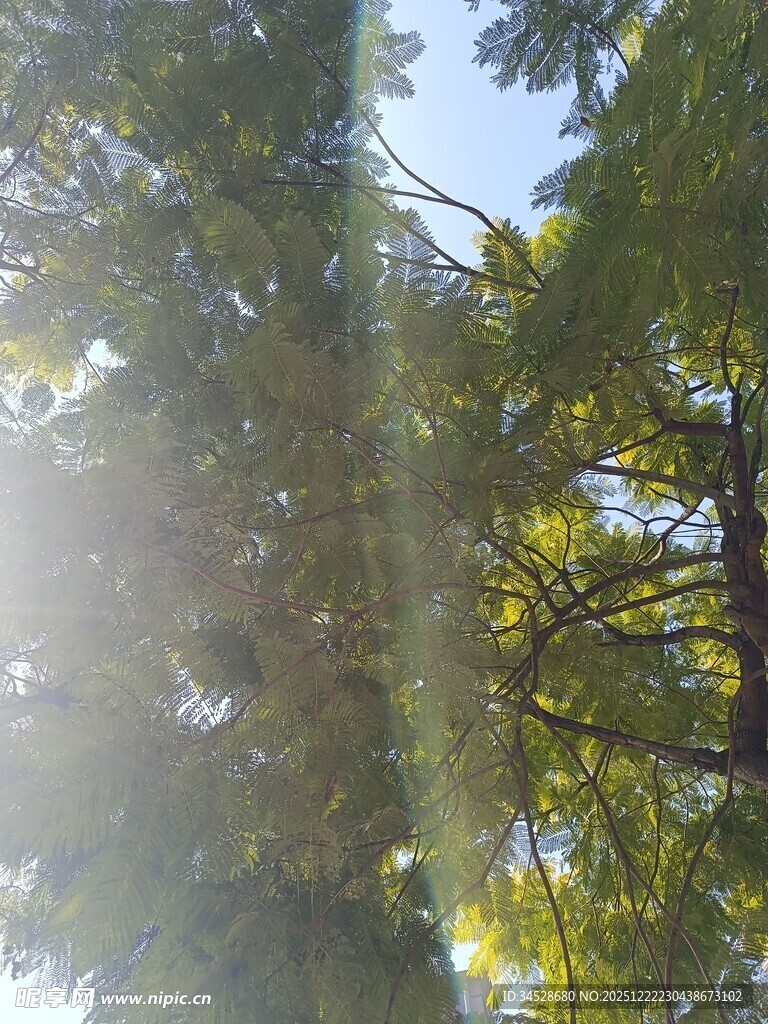 阳光穿透树林的自然美景