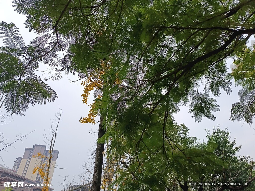 绿树掩映下的城市一角