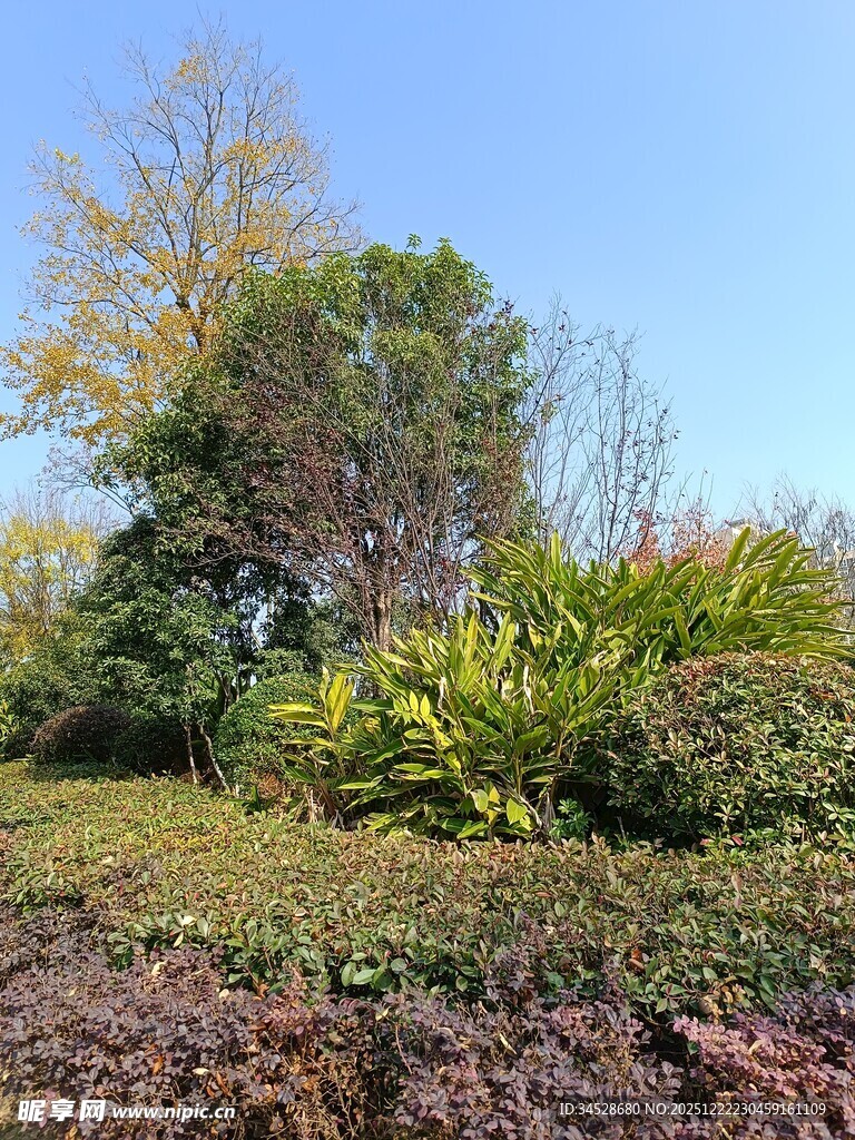 秋日户外繁茂绿植景观