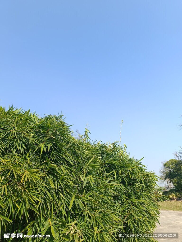 翠绿竹林与晴朗蓝天