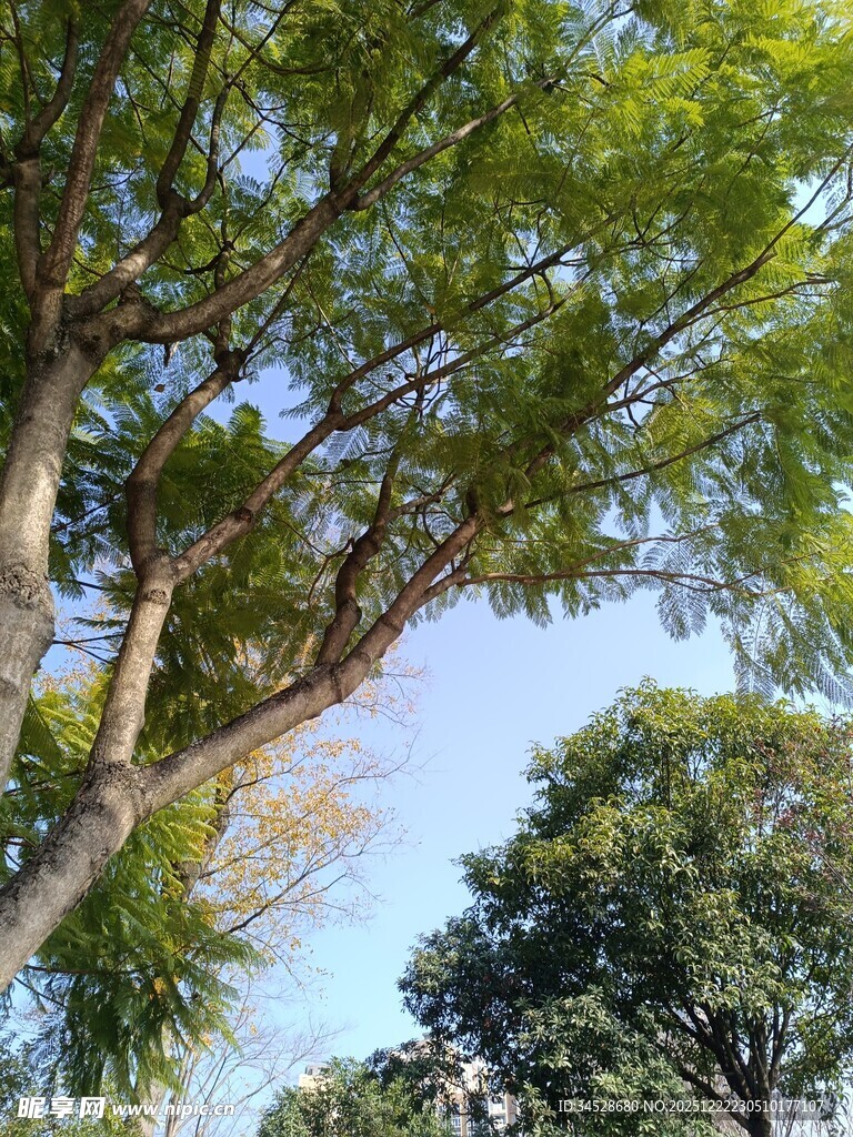 仰视葱郁绿树蓝天景象