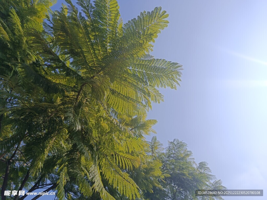 仰视葱郁棕榈树