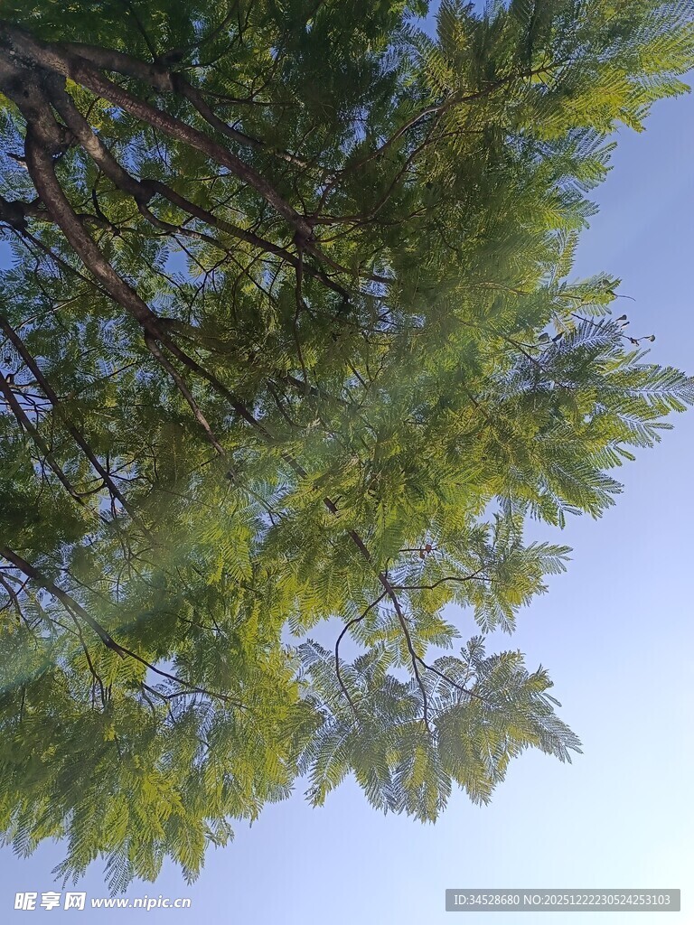 仰视翠绿枝叶与蓝天