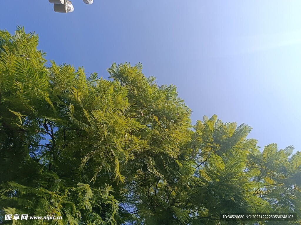 蓝天绿树间的轻盈飞鸟