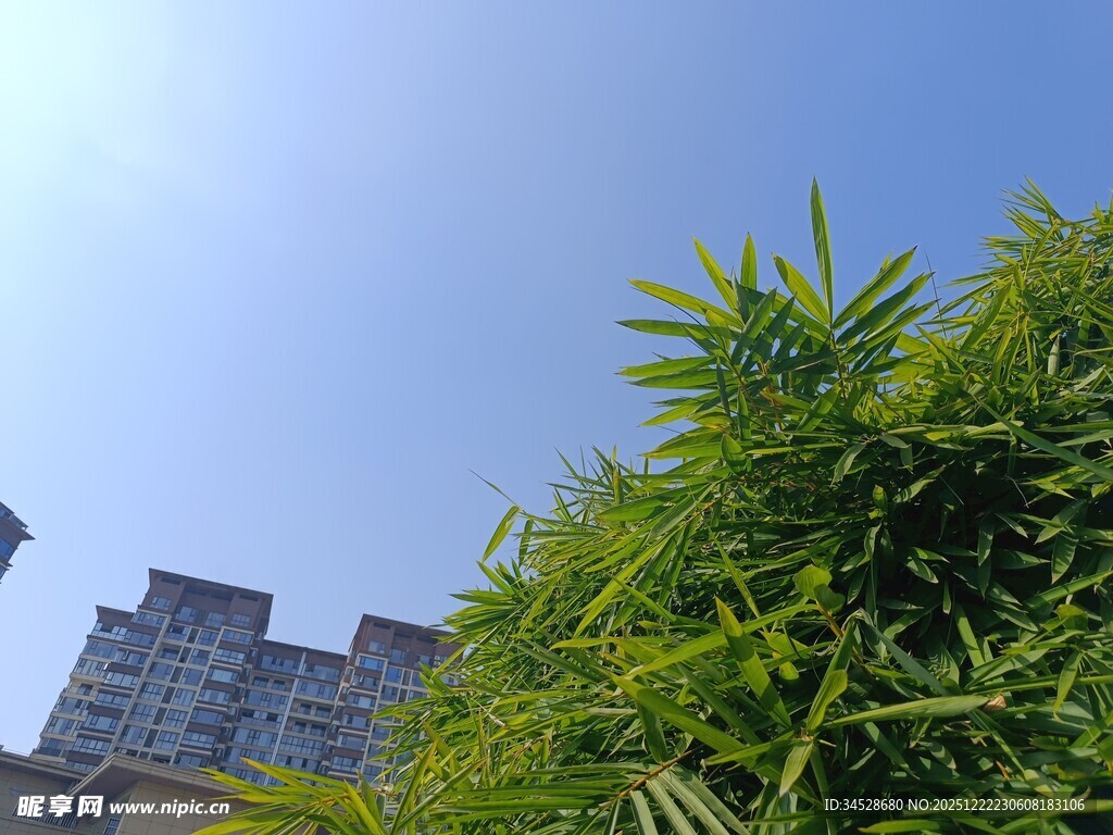 高楼旁的翠绿竹林